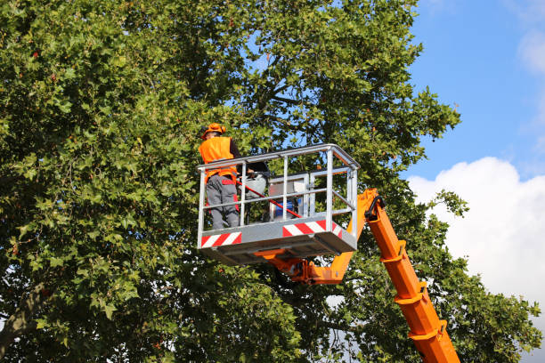 Best Tree Planting Services  in Elmendorf, TX